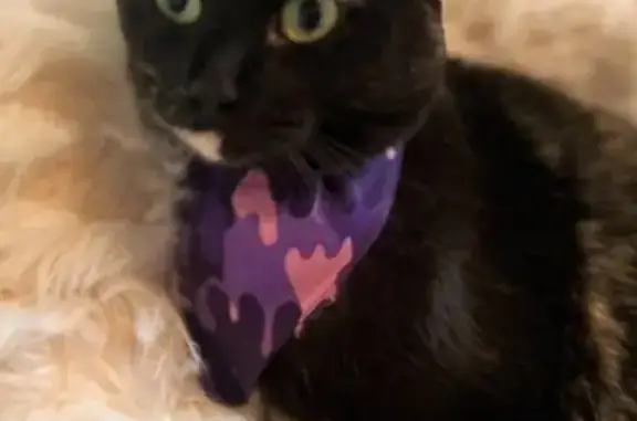 Lotus has green eyes, she is a black tortoise shell with some light brown spots. She will come if you call her name and click your tongue. Declawed.