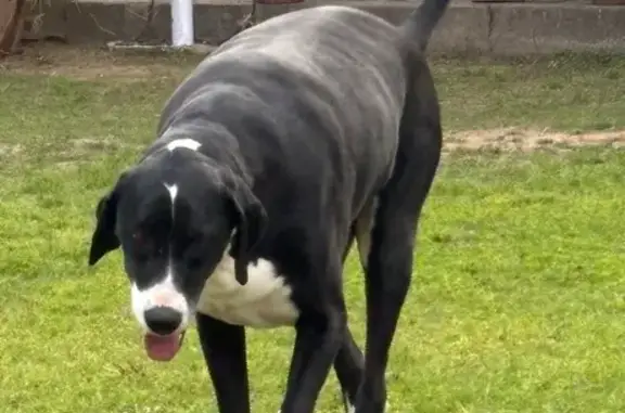 Lost Dog: Black with White Paws in Avondale