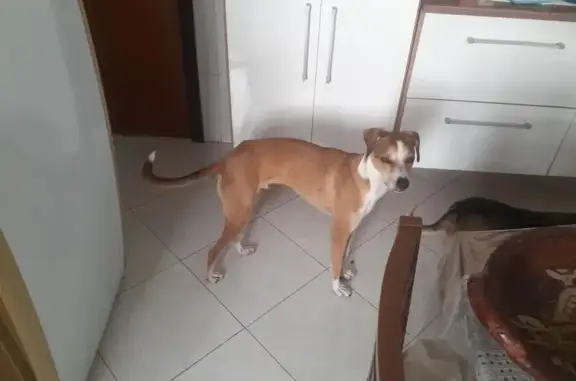 cachorro encontrada