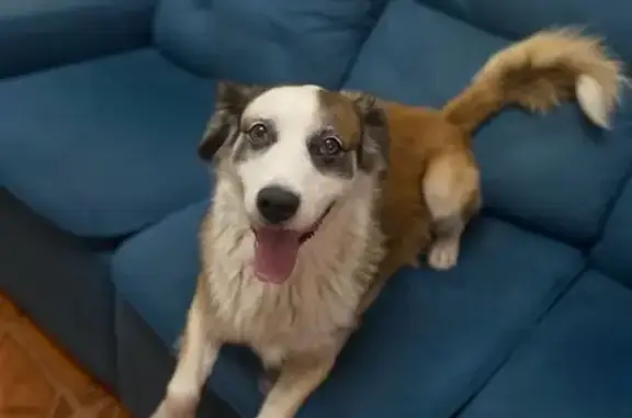 cachorro desaparecida
