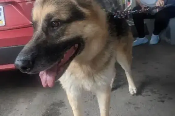 Extremely friendly male German shepherd found wandering in greenridge. No name tag.