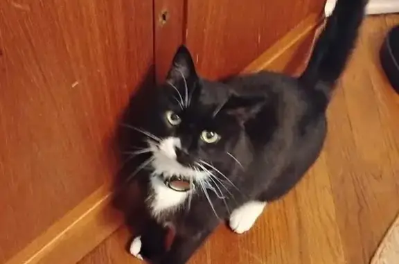 Lost Tuxedo Cat: Drexel Hill, 1565