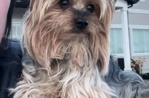 Lost Yorkshire Terrier: Black & Blonde