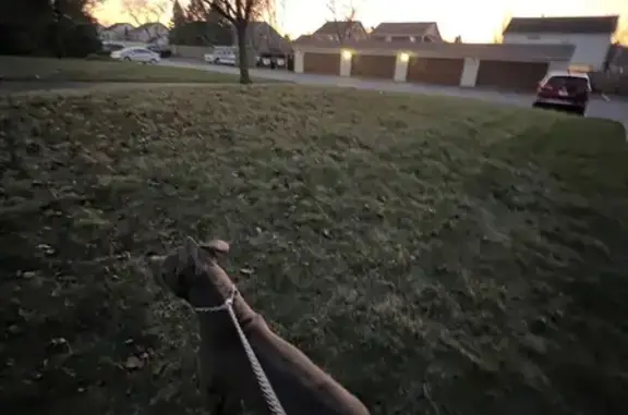 Lost Grey Pitbull: Kane in Coal City