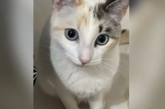 Gata Blanca Perdida en Vélez-Málaga: Ayuda