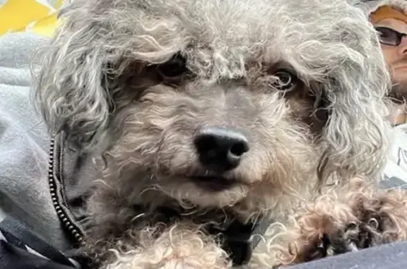 Help Find Chloe: Lost Dog in Indy