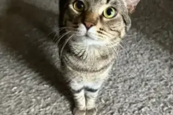 Lost Cat: Leo Missing in Deerfield Beach