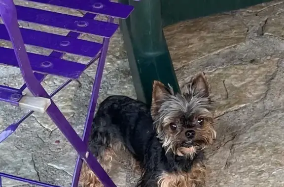 Chien perdu Saint-Étienne-du-Grès, photo : Chienne perdue sans dents à Saint-Étienne