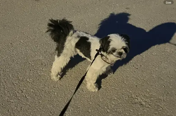 Missing dog Fort Mitchell, photo: Lost Shih Tzu: Piazza RDG, Fort Mitchell