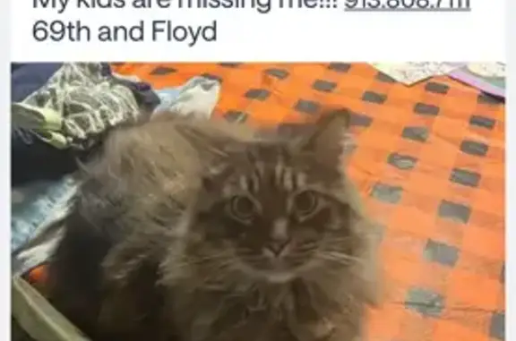 Missing cat Overland Park, photo: Lost Maine Coon Mix: Sweet Arfur Missing!