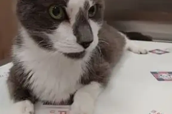 Lost Cat: Grey/White, Friendly, Edgewood Ave