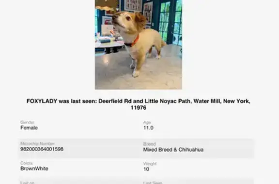 Lost Dog: Fox-Like Chihuahua Mix