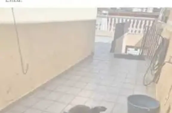 cachorro desaparecida