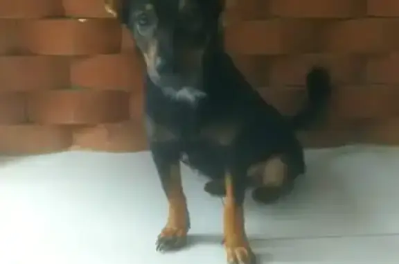 cachorro encontrada