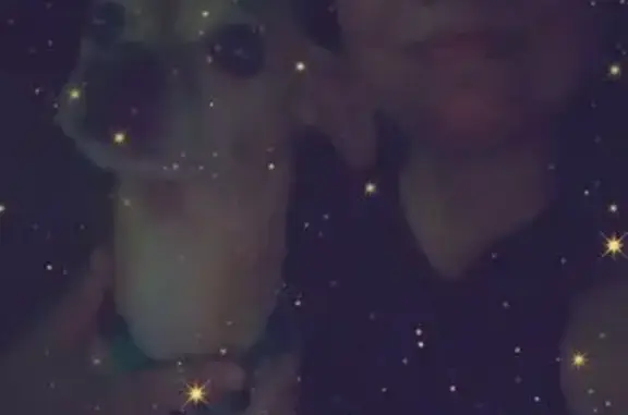 Lost Tan Chihuahua 