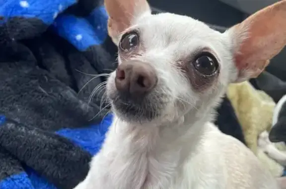 Lost pets Providence, photo: Friendly Lost Dog: Missing Fur, Baxter St