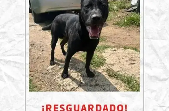 Perro Negro Cariñoso Hallado en Olivos CDMX