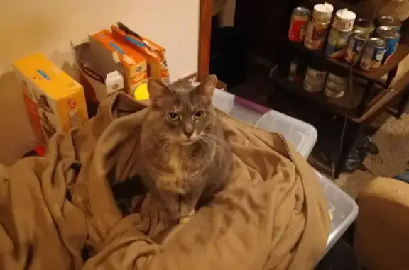 Lost: Grey Cat with White Paw in Chicago