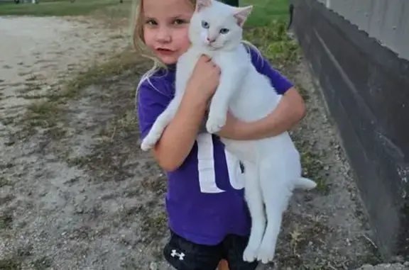Lost Friendly White Cat in Waverly