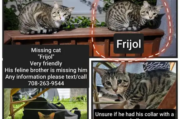 Lost Grey Cat in Chicago: Friendly & Vocal