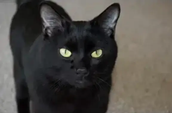 Missing Black Cat in Clinton Court, Amherst