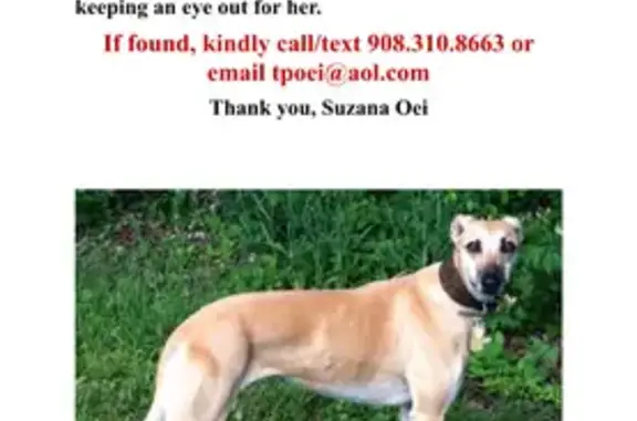 Lost Greyhound: Fawn with AirTag, NC