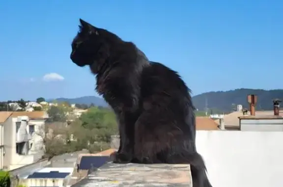 Chat noir perdu, yeux verts, La Crau - photo
