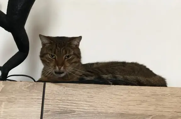 Animaux perdus Rosporden, photo: Chat mâle tigré perdu à Rosporden