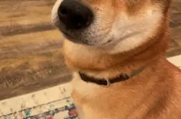Lost Shiba Inu: Larkins St, Detroit