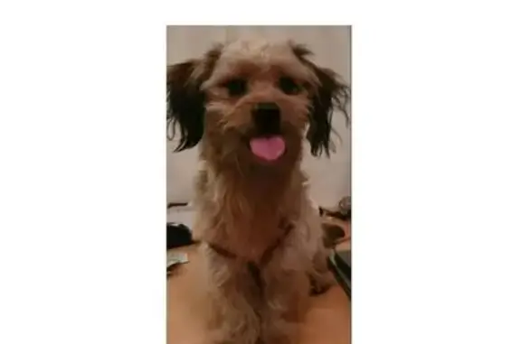 Found pets Chicago, photo: Friendly Male Yorkie Mix Found in Chicago