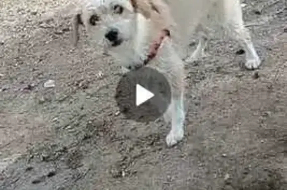 Perro Rubio Perdido con Arnés Rojo en Buenavista