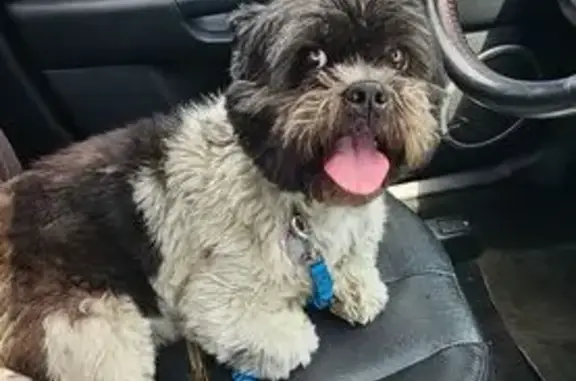 Found pets Gary, photo: Found: Black & White Shih Tzu Mix on Clark Rd