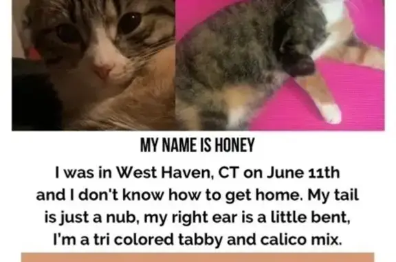 Lost Calico Mix: Honey Needs Your Help!