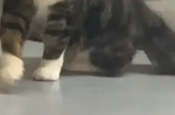 Lost Cat: Cash Reward - Blackburn Rd 486