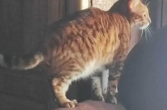 Animaux perdus Castelginest, photo: Chat d'intérieur perdu à Castelginest