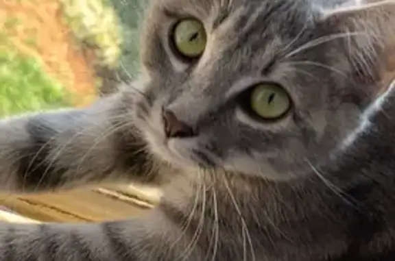 Missing 5-Month-Old Cat in Brakpan