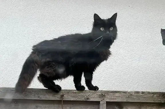 Lost Black Cat: Lake Road Area