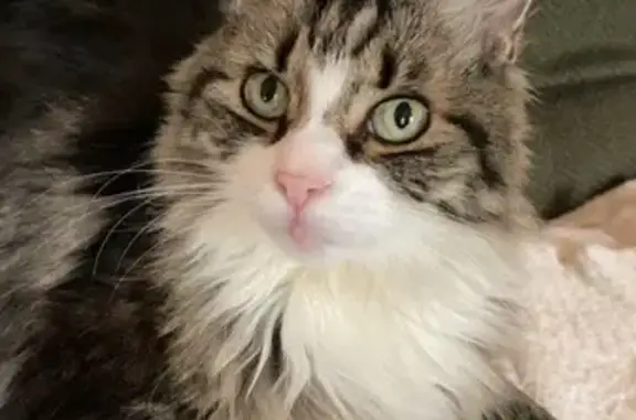 Lost Maine Coon Cat: Clinton Area Alert!