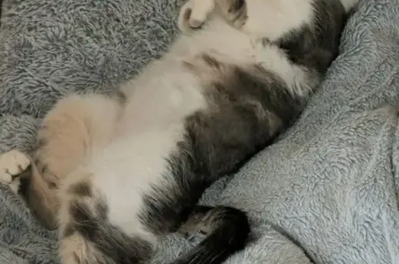 Gato perdido en Sant Cugat: ¡Ayúdanos a encontrarlo!