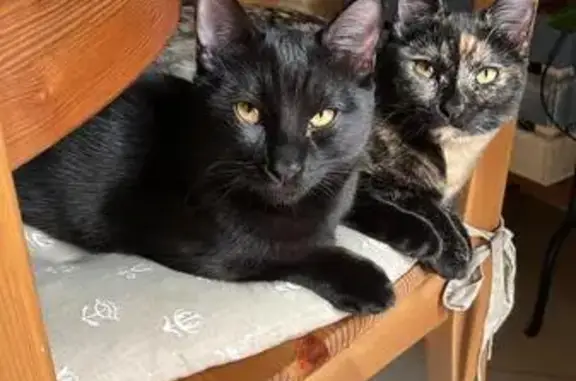 Gato Negro Perdido en Cercedilla: Desconfiado