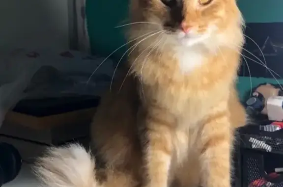 Lost and found pets Plano, photo: Lost Fluffy Orange Cat: Help Us Find Him!