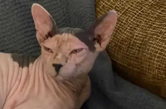 Gato Perdido: Macho Claro con Diabetes
