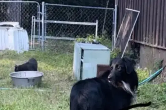 Lost Dog: Black with White Chest, Rhinelander