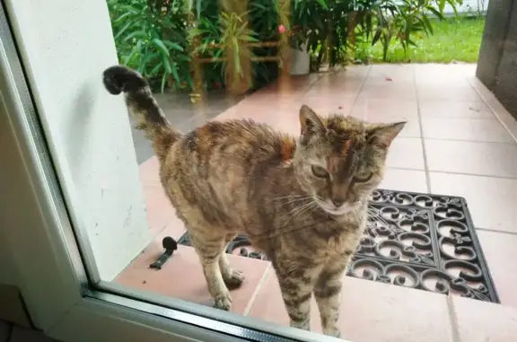 Animaux trouvés Tarnos, photo: Chatte écailles trouvée, Rue Marie Curie