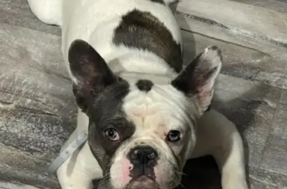 Lost French Bulldog 'Pete' in McDonough