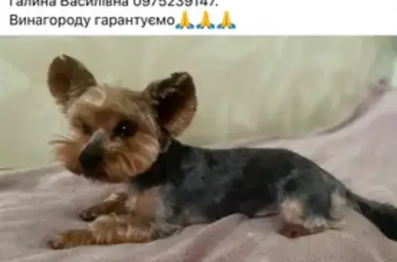 Зникла собака Арчи на вулиці Гоголя