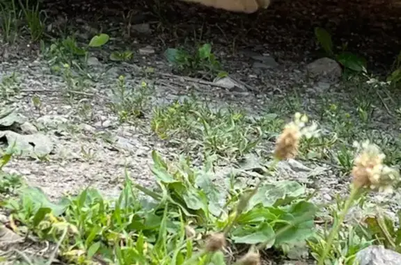 Animaux trouvés Thonon-les-Bains, photo: Chat perdu trouvé à Thonon-les-Bains
