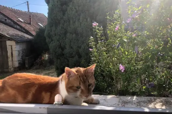 Chat perdu, Paris, photo: Chat roux perdu, castré, timide - Paris 13e