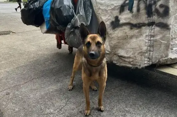 Perro encontrado en parque: Resguardo seguro