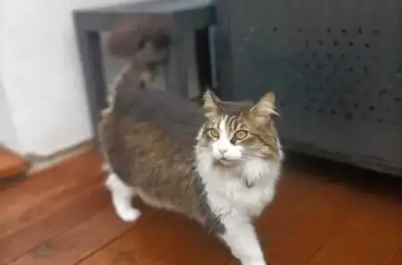 Animaux perdus Bègles, photo: Chatte perdue à Bègles, rue Renaudel